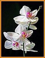 Thailand: The Land of Orchids flower