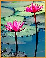 La flore merveilleuse de la Thailande Location Pattaya Studio